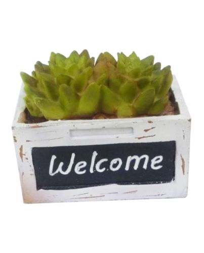 WELCOME SUCCULENT CRATE